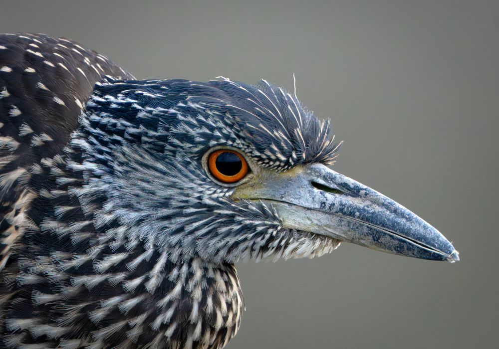 Yellow-crowned night heron