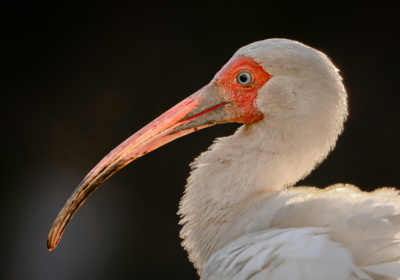 White ibis