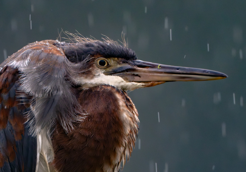 Tricolored heron in the rain, close-up