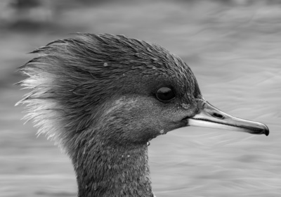 Hooded merganser (black and white)