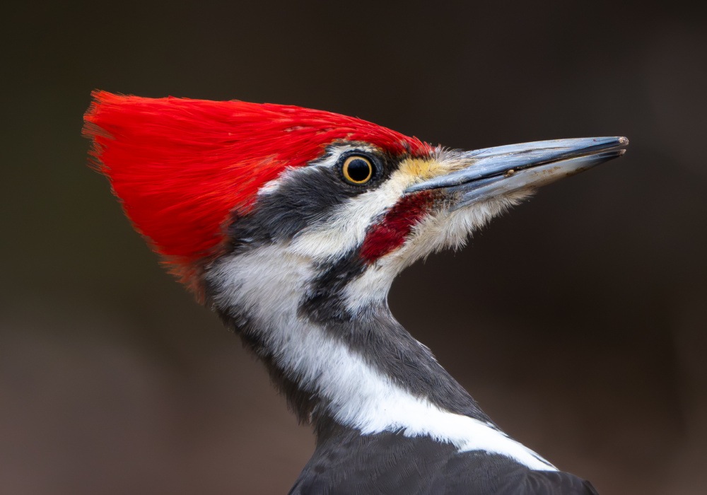 Pileated woodpecker